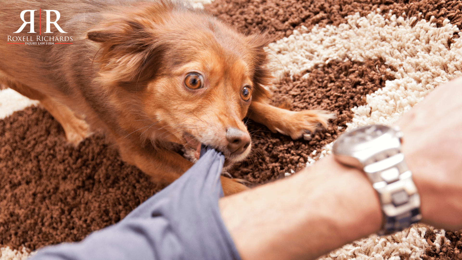 The Legal Implications of A Dog Bite Injury in Your State