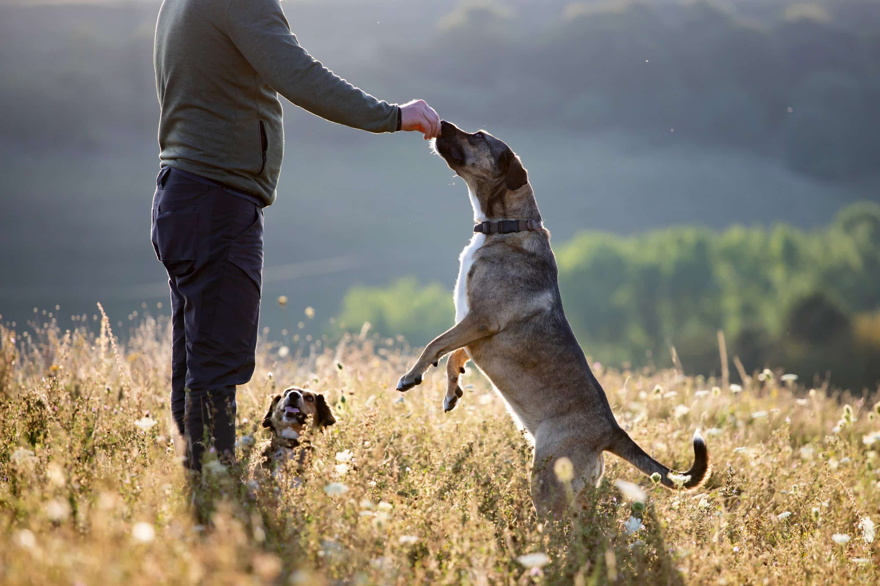 An owner training the dog to prevent dog bite injury claim in Texas