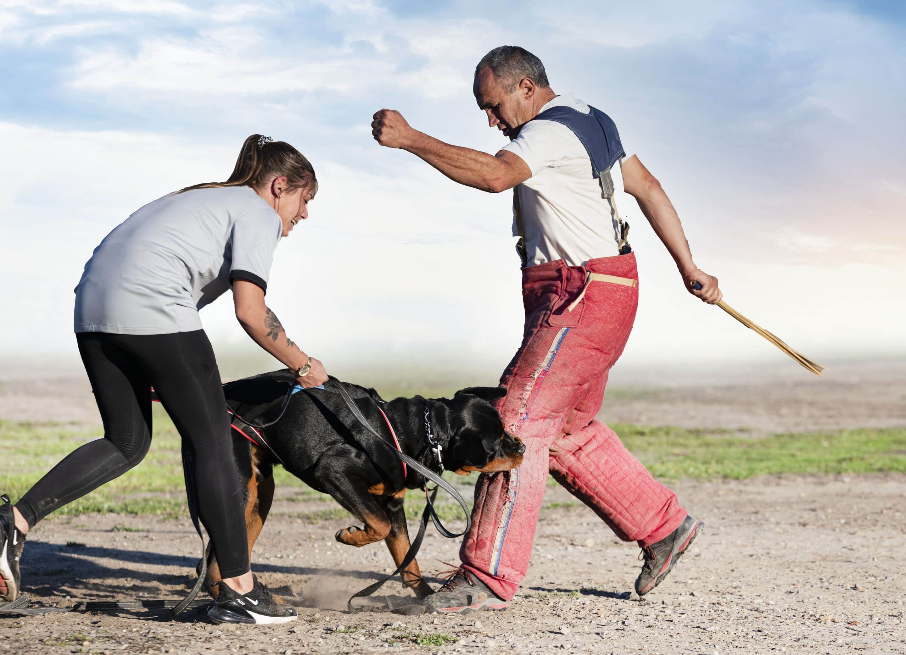 A dog biting a man's padded leg during a training session, with a woman guiding the dog on a leash. Perfect for illustrating a dog bite injury claim in Texas