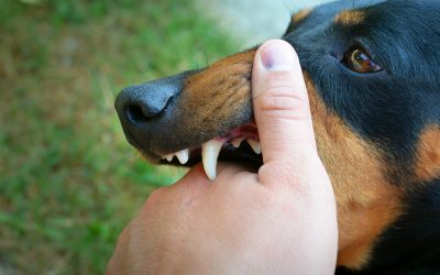 Is a Dog Bite Personal Injury? Know Your Rights